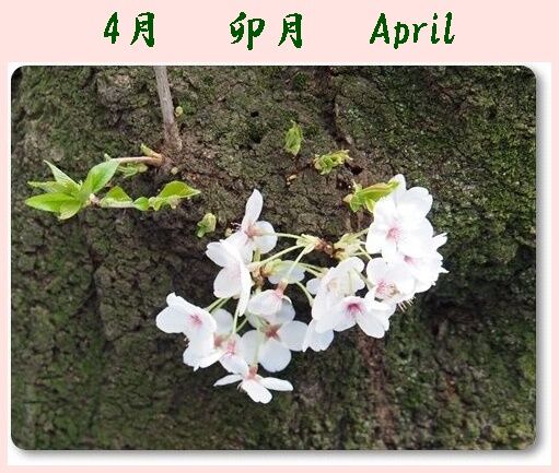 4月 卯月 April : 花すみれ