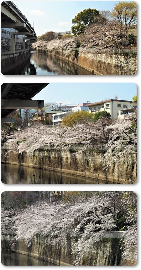 お花見 江戸川公園 花すみれ
