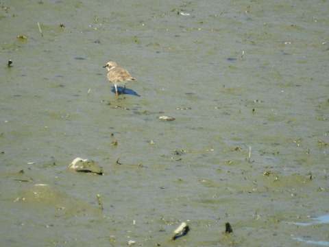 DSCN0963
