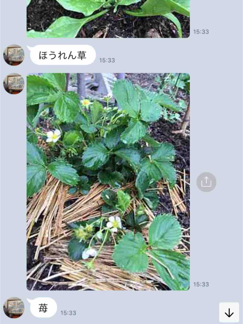 実家とくらもちふさこ 古い家と小さい庭とねこ 実家とくらもちふさこ 古い家と小さい庭とねこ