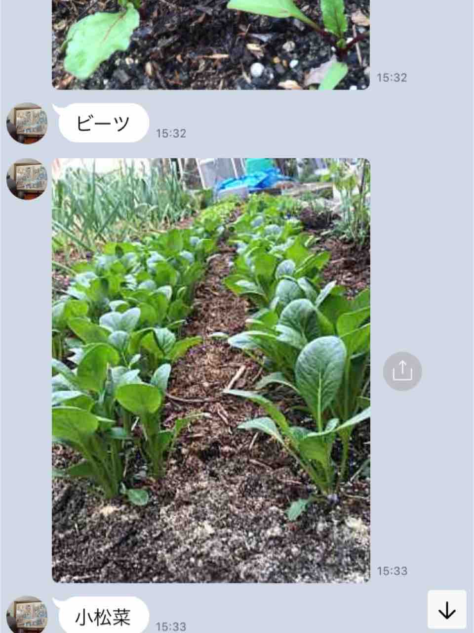 実家とくらもちふさこ 古い家と小さい庭とねこ 実家とくらもちふさこ 古い家と小さい庭とねこ