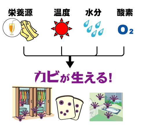 上手なカビの育て方 カビの原因は お部屋の水分 湿気 です ユキさんのリフォーム業務日誌 新潟県三条市 フォレストスタジオ