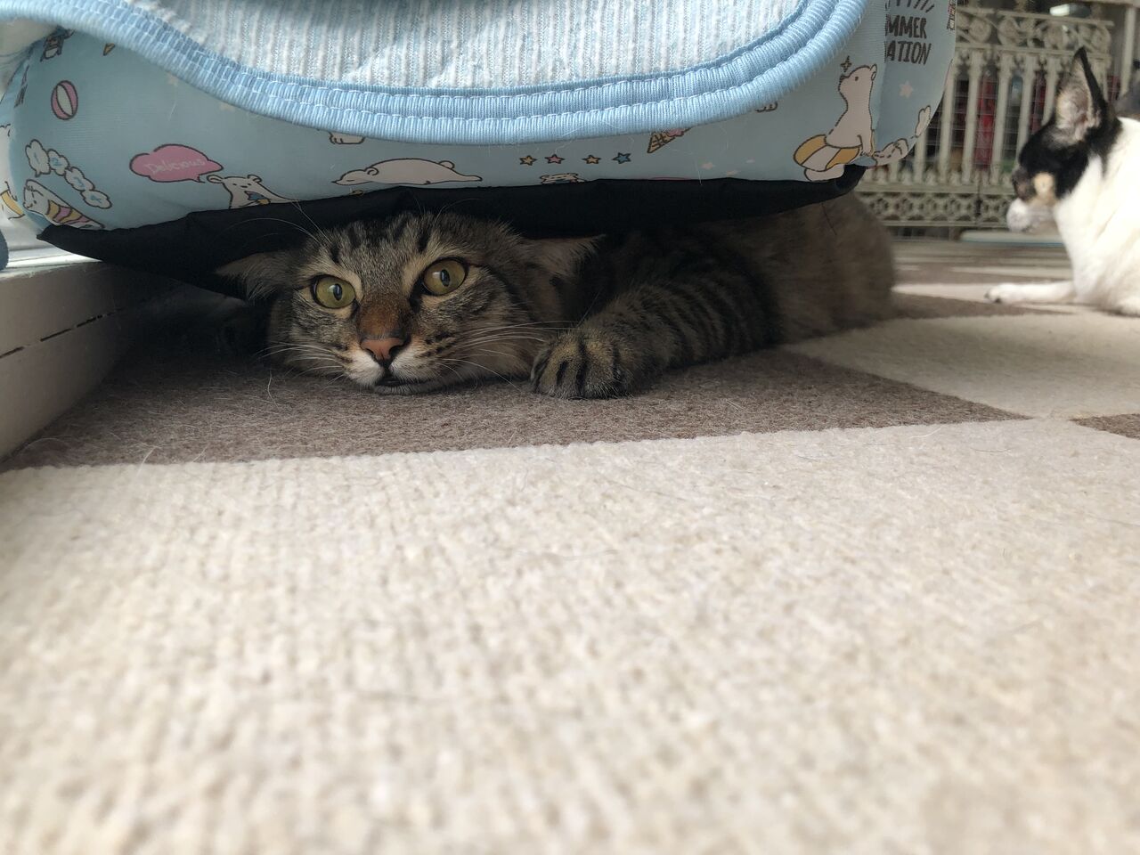 ECDB4BE9-5072-4CDD-AAFC-73A9F2FC57F8