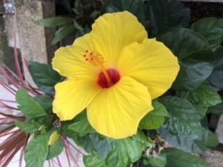 F52CE04F-B1CD-4EC1-826D-A178B451DF65