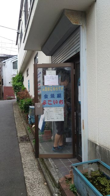 町の金魚屋さん よこいち に行ってきた 金魚は癒される パパは家族の長男 都会暮らしを楽しく生きたい
