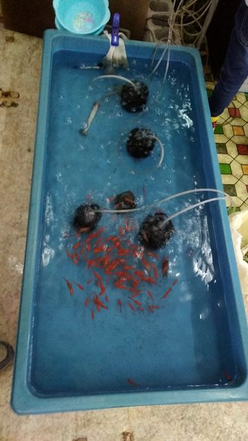 町の金魚屋さん よこいち に行ってきた 金魚は癒される パパは家族の長男 都会暮らしを楽しく生きたい 町の金魚屋さん よこいち に行ってきた 金魚は癒される パパは家族の長男 都会暮らしを楽しく生きたい