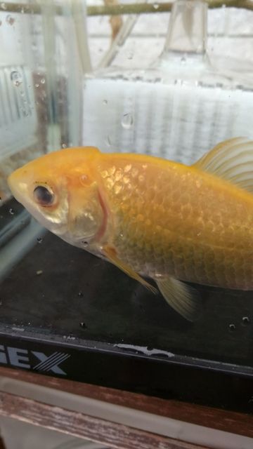 金魚の目が 飛び出してきた ポップアイという病気らしい パパは家族の長男 都会暮らしを楽しく生きたい