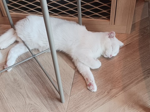 SNOW_20241209_103727_475