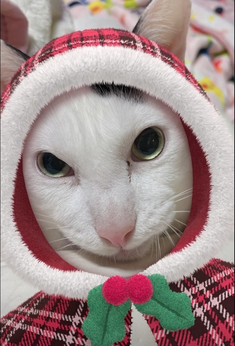 Screenshot_20240715_121242_LINE