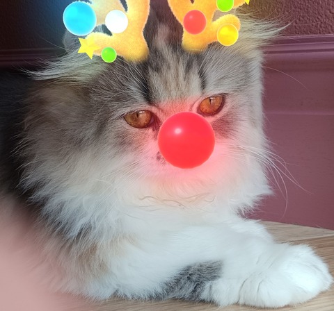 SNOW_20241223_193636_459