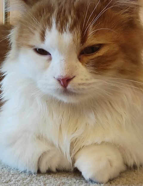 SNOW_20241206_160340_998