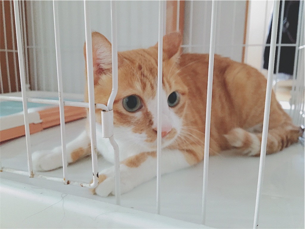 f:id:yukiko_tea:20161004222204j:image f:id:yukiko_tea:20161004222204j:image