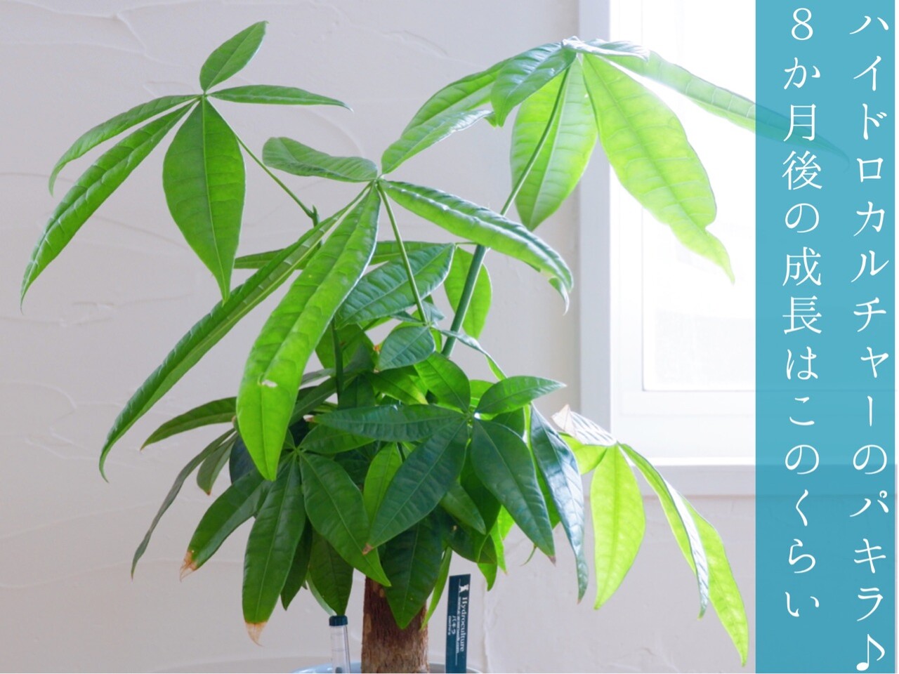 ハイドロカルチャーのパキラ！8か月後の成長はこのくらい : ゆとりある
