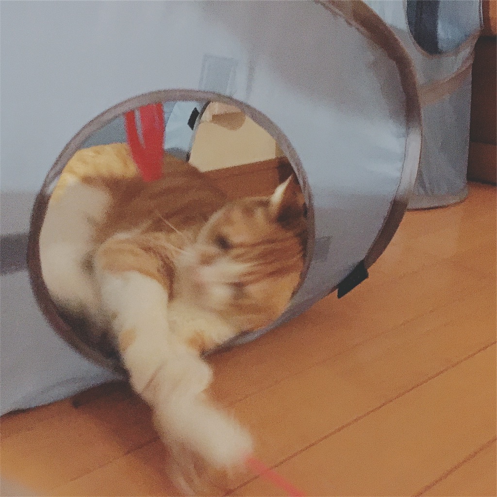 f:id:yukiko_tea:20170430063330j:image