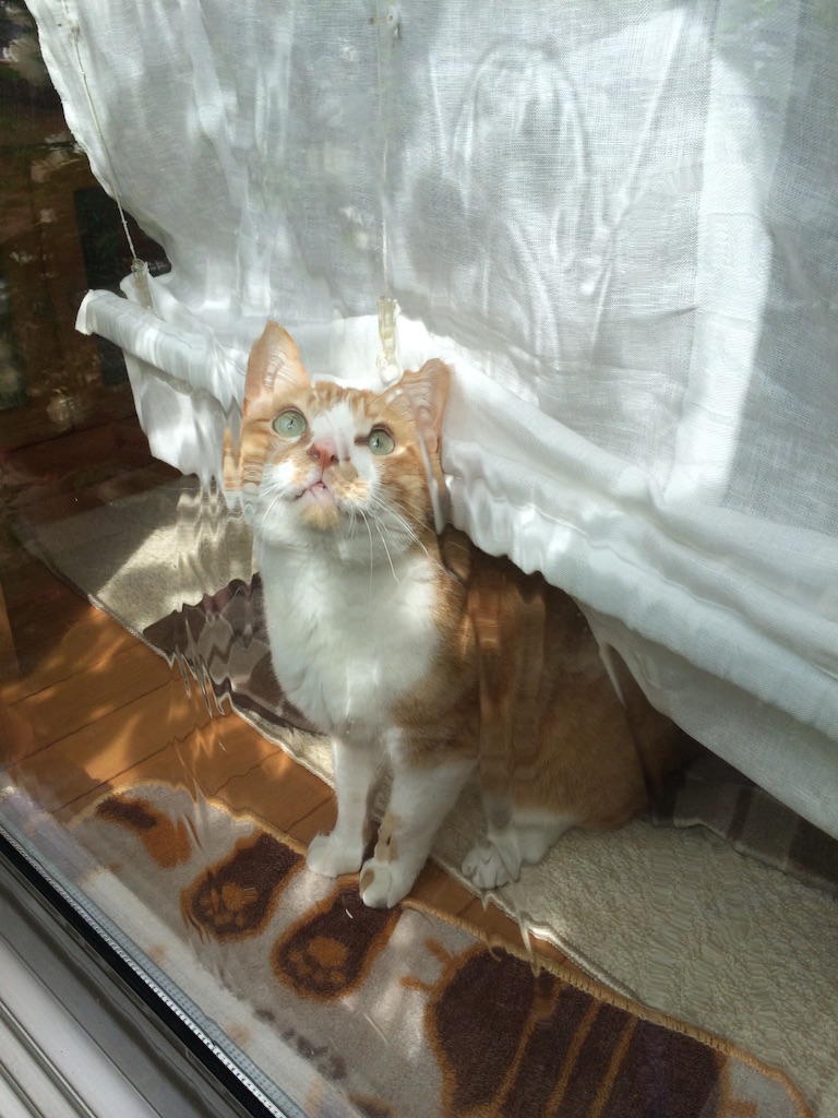 f:id:yukiko_tea:20160501113826j:image