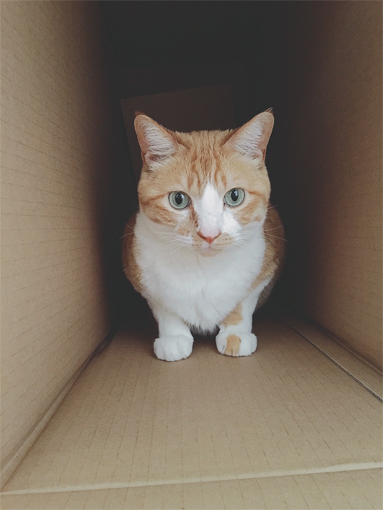 f:id:yukiko_tea:20160514115211j:image f:id:yukiko_tea:20160514115211j:image