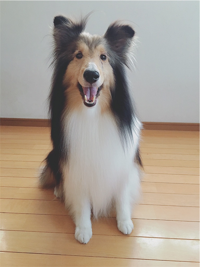 f:id:yukiko_tea:20160517102105j:image