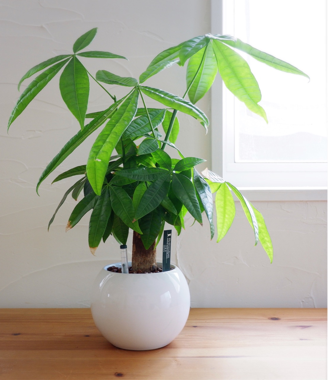 ハイドロカルチャーのパキラ 8か月後の成長はこのくらい ゆとりあるシンプルな暮らし Powered By ライブドアブログ