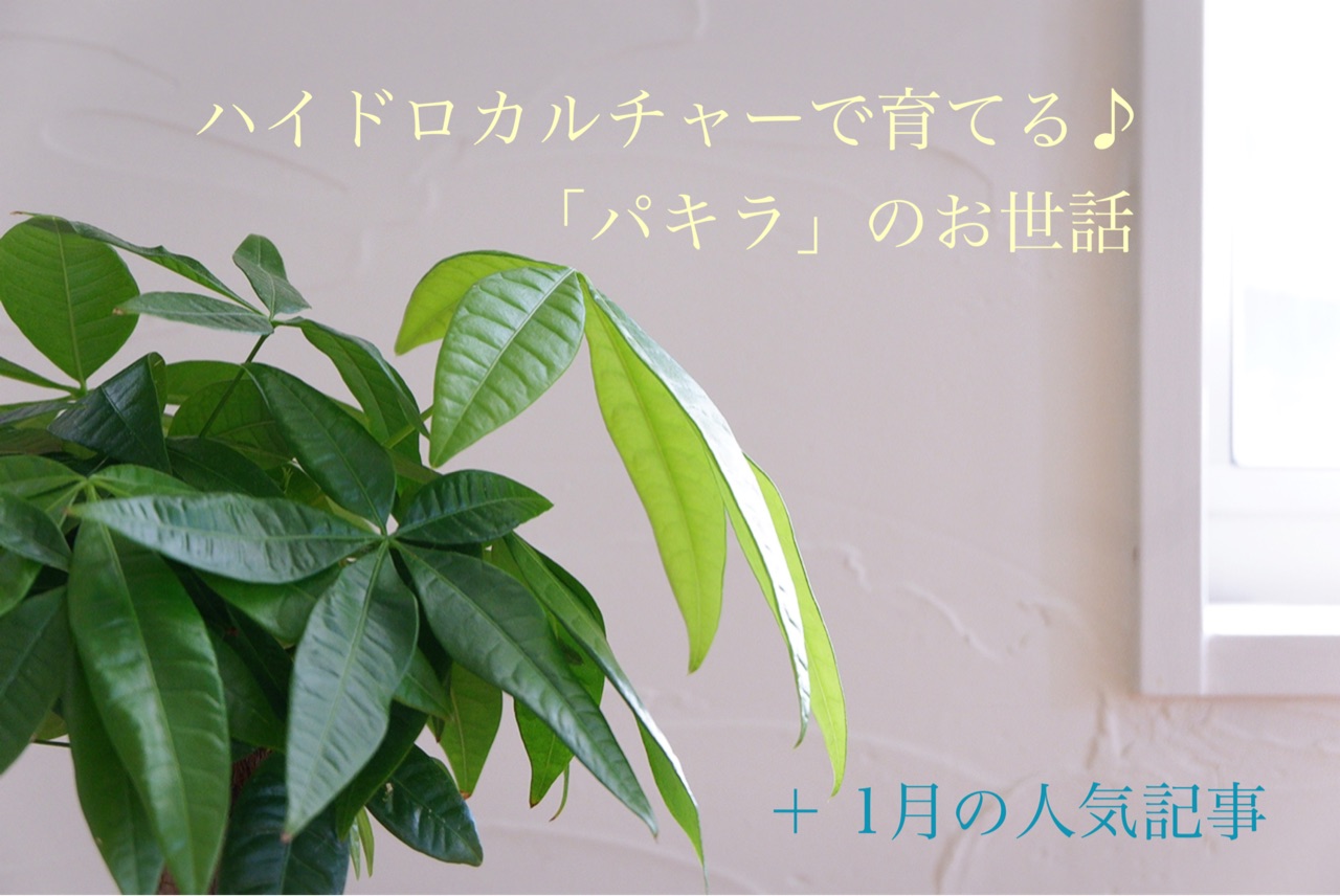 ハイドロカルチャーで育てる パキラ のお世話 １月の人気記事 ゆとりあるシンプルな暮らし Powered By ライブドアブログ