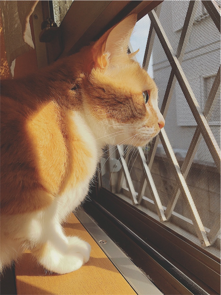 f:id:yukiko_tea:20160612072841j:image