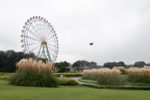 78204DAE-E384-4538-BD72-06AE2077BBCE_1_201_a