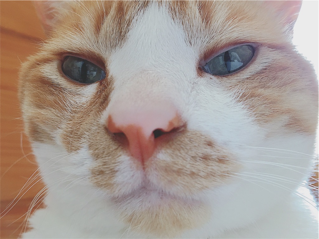 f:id:yukiko_tea:20160508094750j:image