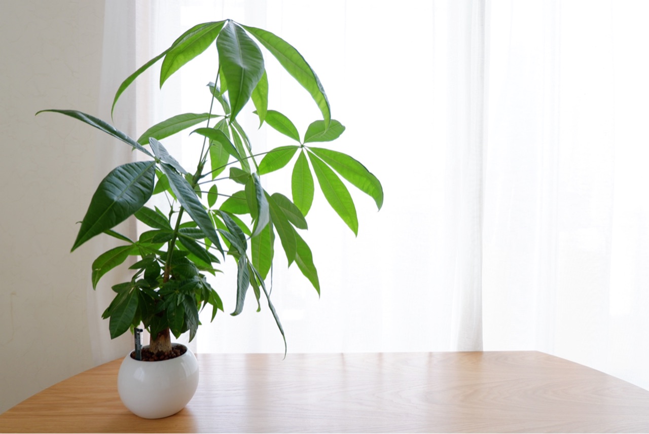 ハイドロカルチャーのパキラを買って１年 ８月の人気記事 ゆとりあるシンプルな暮らし Powered By ライブドアブログ