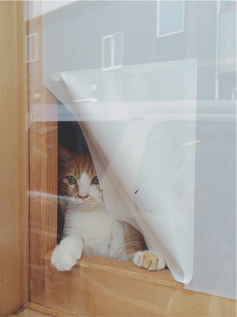 f:id:yukiko_tea:20160515082103j:image f:id:yukiko_tea:20160515082103j:image