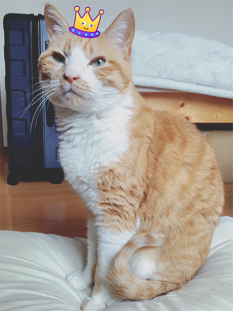 f:id:yukiko_tea:20170426084006j:plain f:id:yukiko_tea:20170426084006j:plain