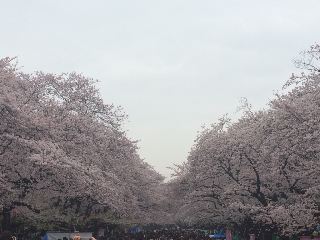 f:id:yukiko_tea:20160403210359j:image f:id:yukiko_tea:20160403210359j:image