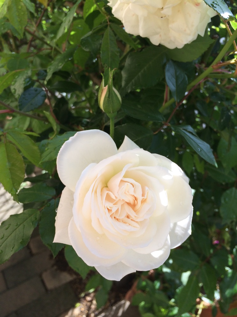 f:id:yukiko_tea:20160422225438j:image