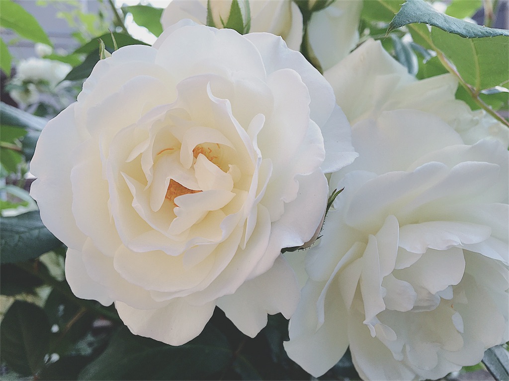 f:id:yukiko_tea:20170512095129j:image