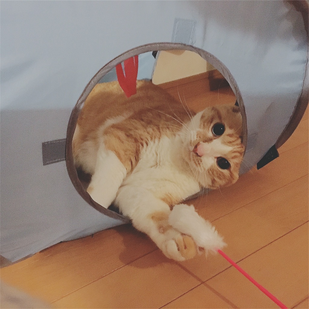 f:id:yukiko_tea:20170430063325j:image