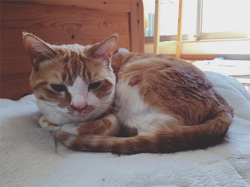 f:id:yukiko_tea:20160508094722j:image