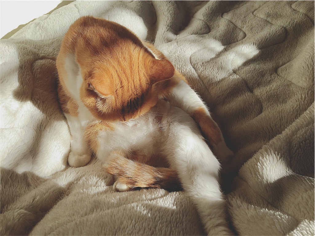 f:id:yukiko_tea:20161214043133j:image