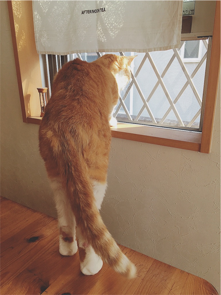 f:id:yukiko_tea:20160612072836j:image