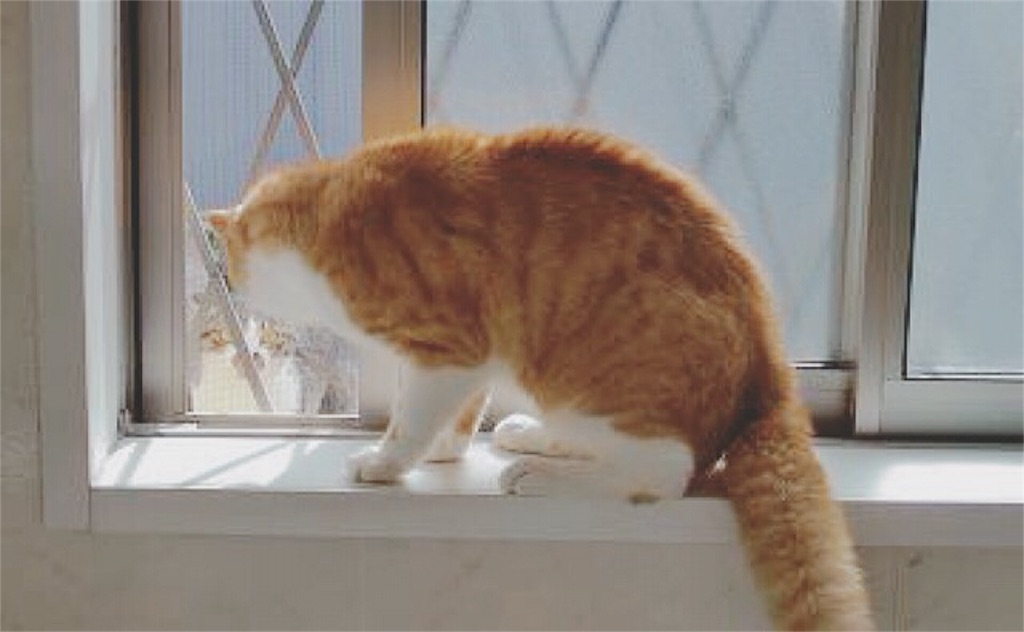 f:id:yukiko_tea:20160609211250j:image