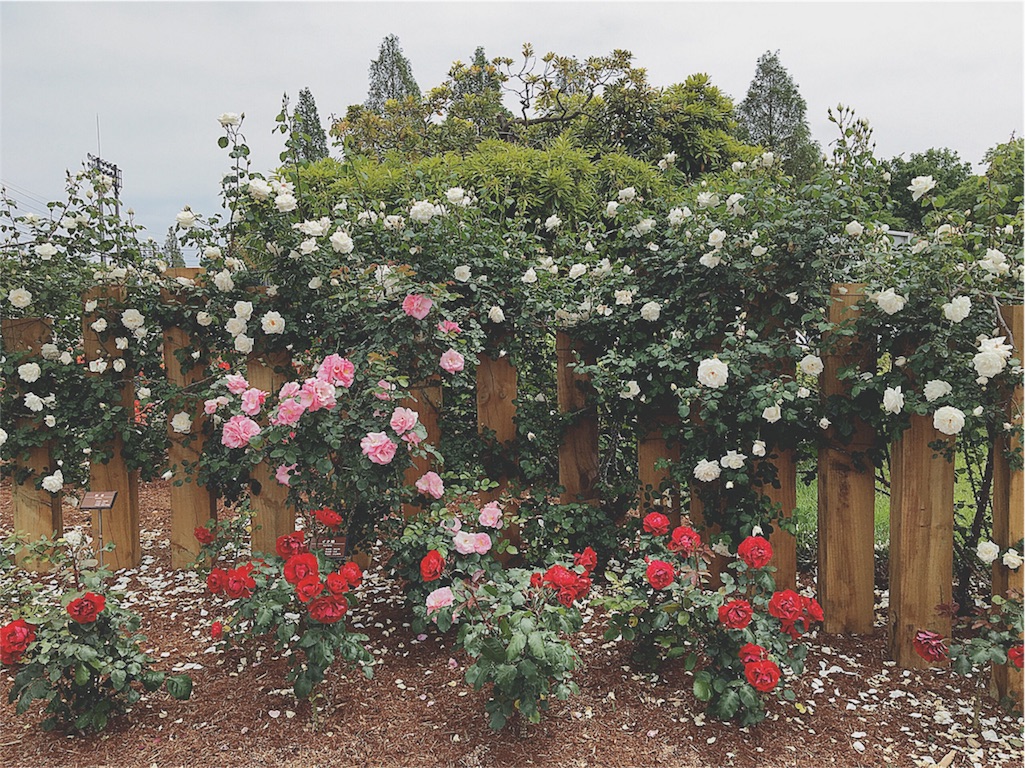 f:id:yukiko_tea:20160516102623j:image f:id:yukiko_tea:20160516102623j:image