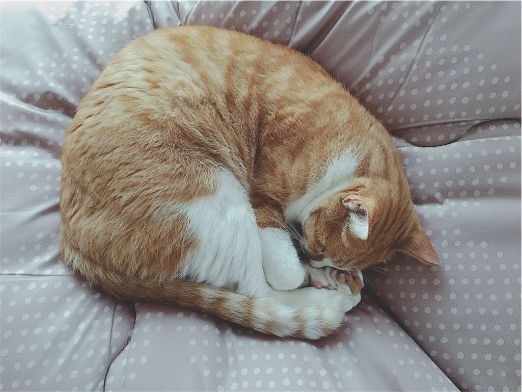 f:id:yukiko_tea:20161017103605j:image