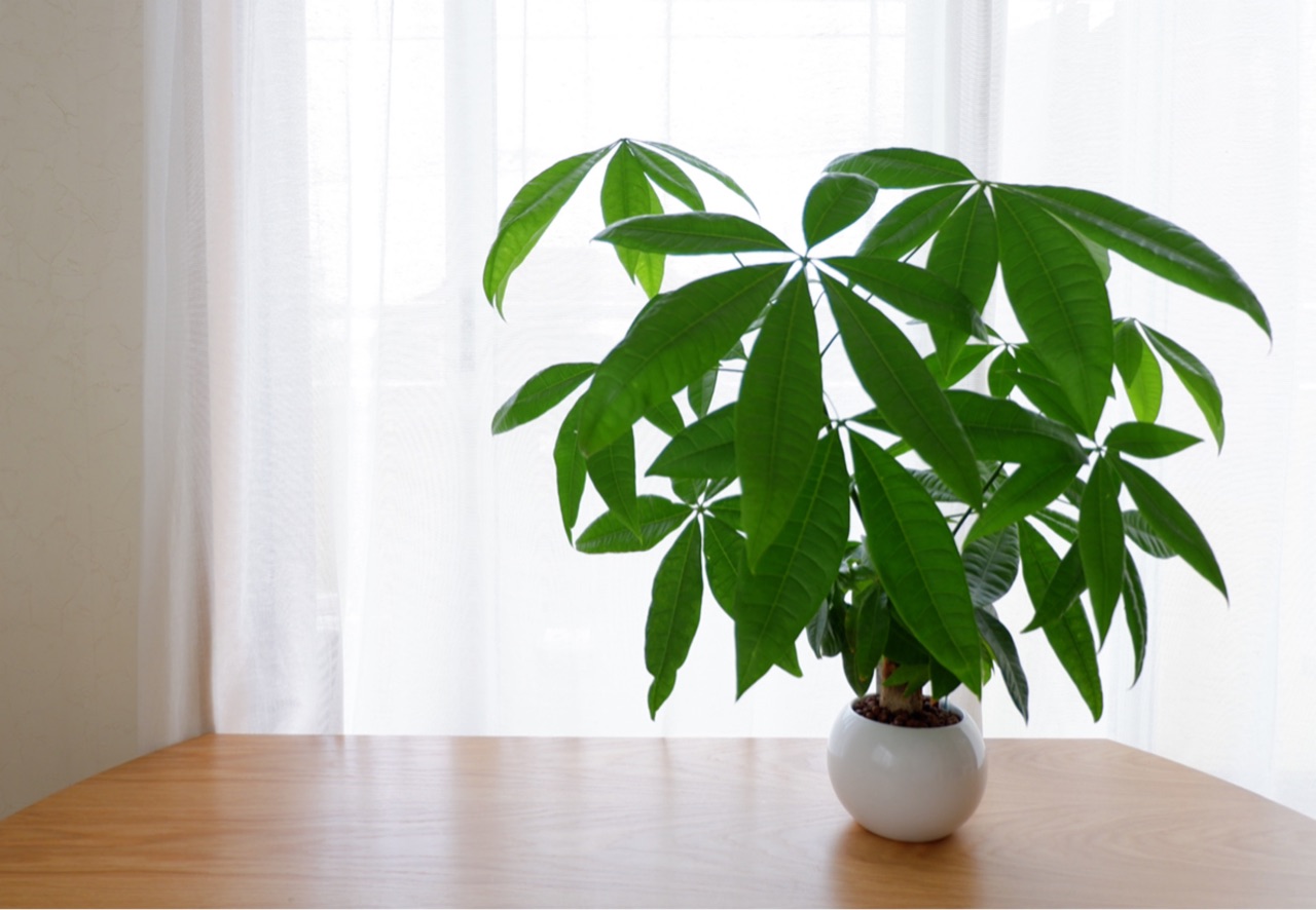 ハイドロカルチャーのパキラを買って１年 ８月の人気記事 ゆとりあるシンプルな暮らし Powered By ライブドアブログ