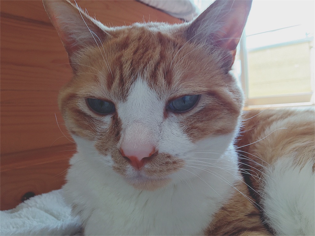 f:id:yukiko_tea:20160508094744j:image