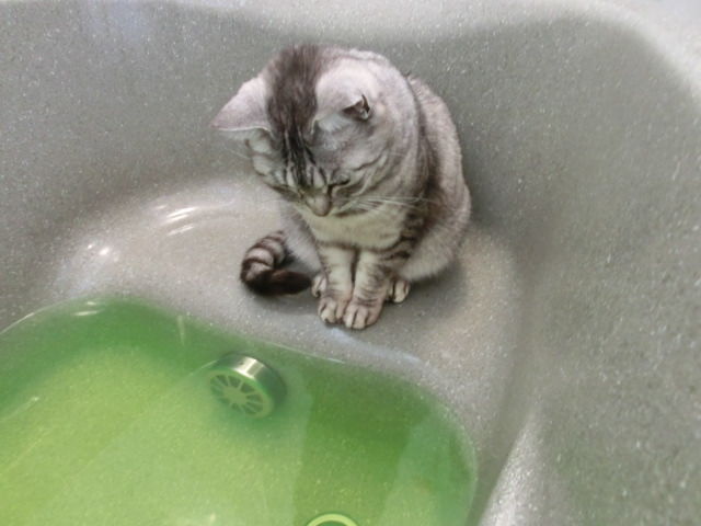 お辞儀のお手本 犬 猫中心暮らし