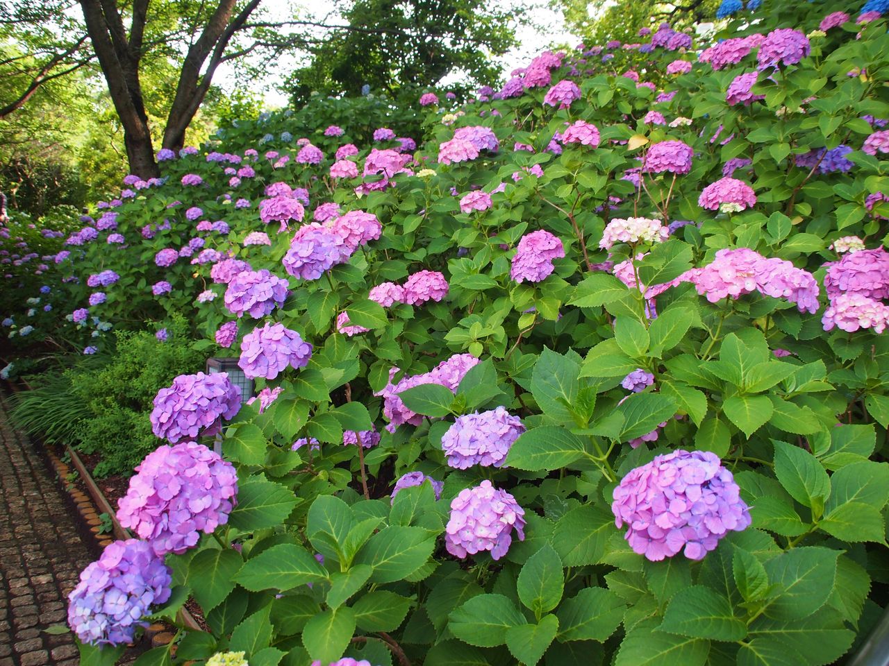 花言葉は 移り気 On The Windy Day 花言葉は 移り気 On The Windy Day