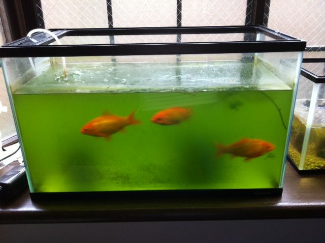 金魚３兄弟 なんとなくラジコン飛行機
