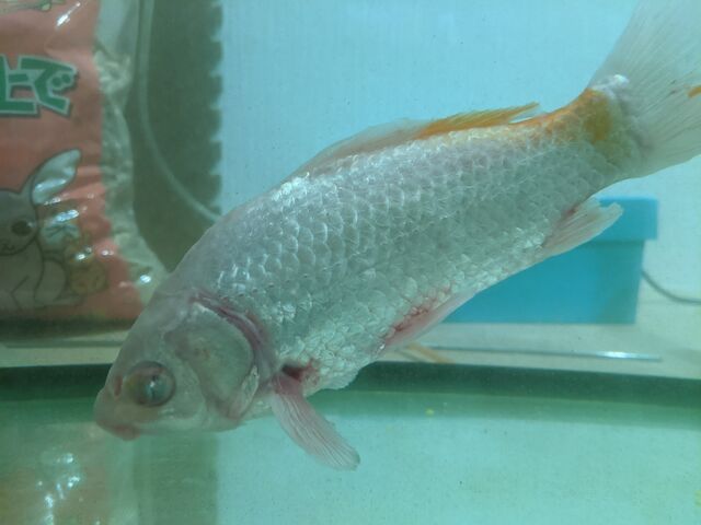 金魚治療中 なんとなくラジコン飛行機