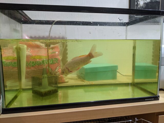 金魚治療中 なんとなくラジコン飛行機