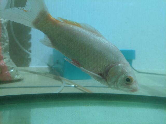 金魚治療中 なんとなくラジコン飛行機