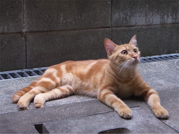 福岡 アメショー柄の猫の里親募集中です あたしだ 福岡 アメショー柄の猫の里親募集中です あたしだ