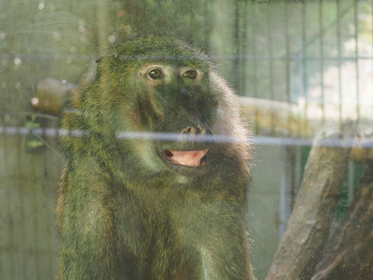 18日本モンキーセンター アヌビスヒヒ編 パート２１ ふさふさルール