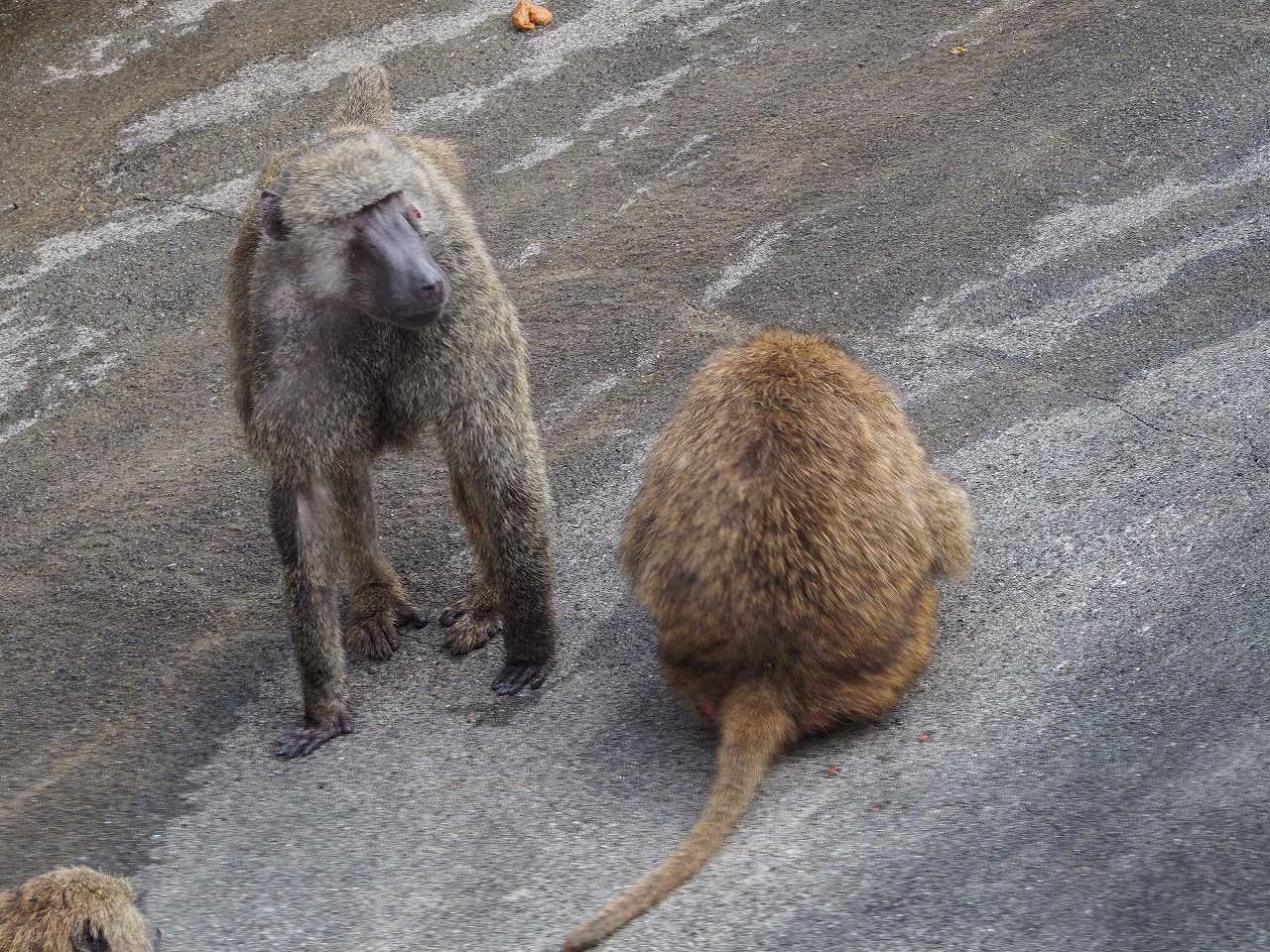 18日本モンキーセンター アヌビスヒヒ編 パート１９ ふさふさルール